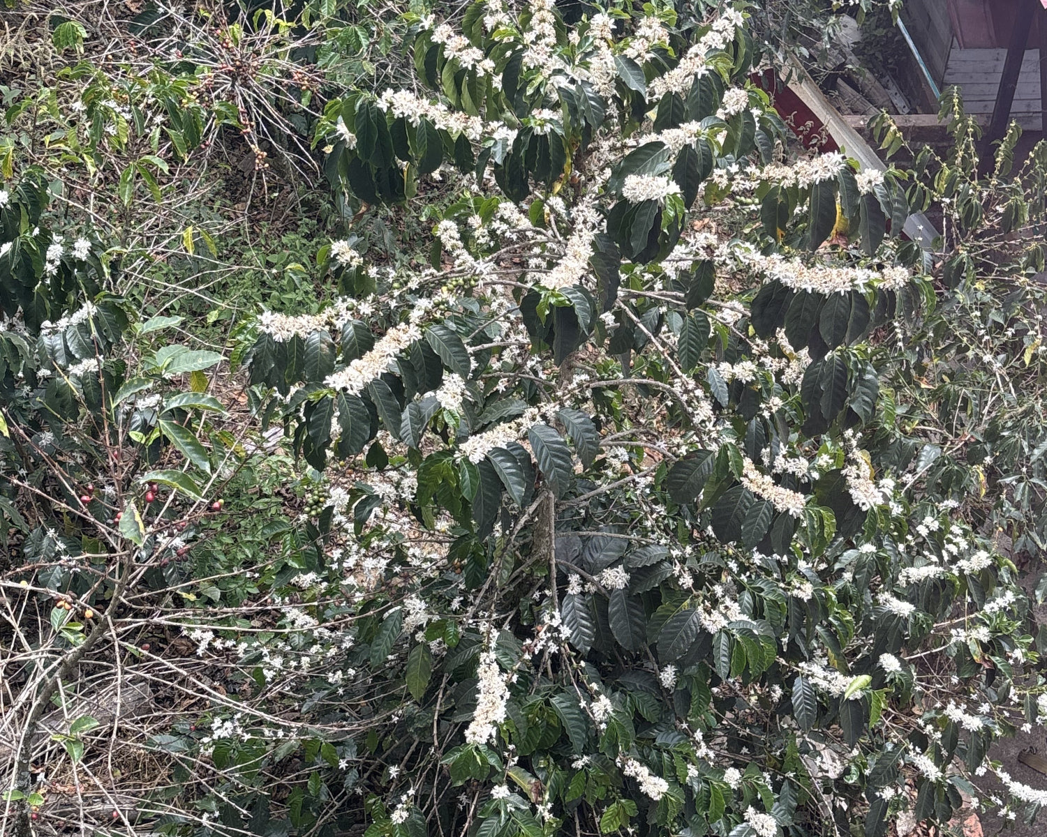 Nordisk x Prolog Dríp Coffee Box – El Paraiso