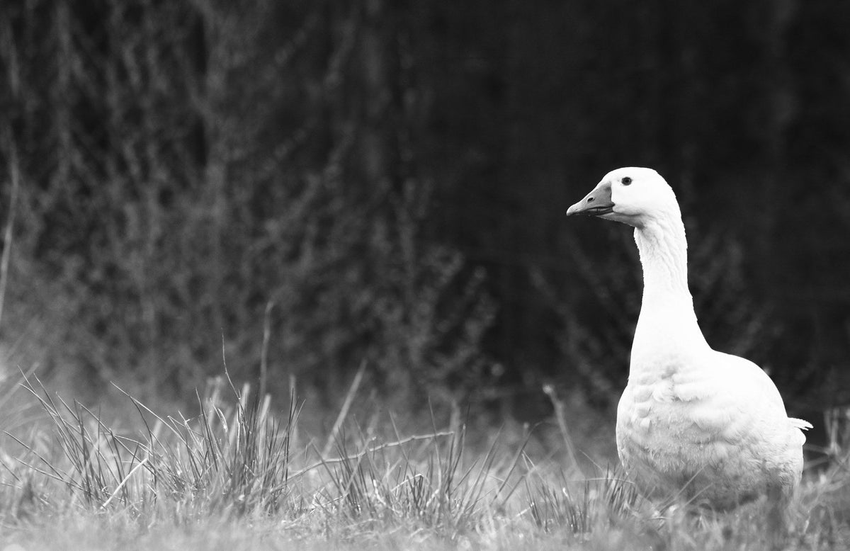 Weiße Gans im hohen Gras